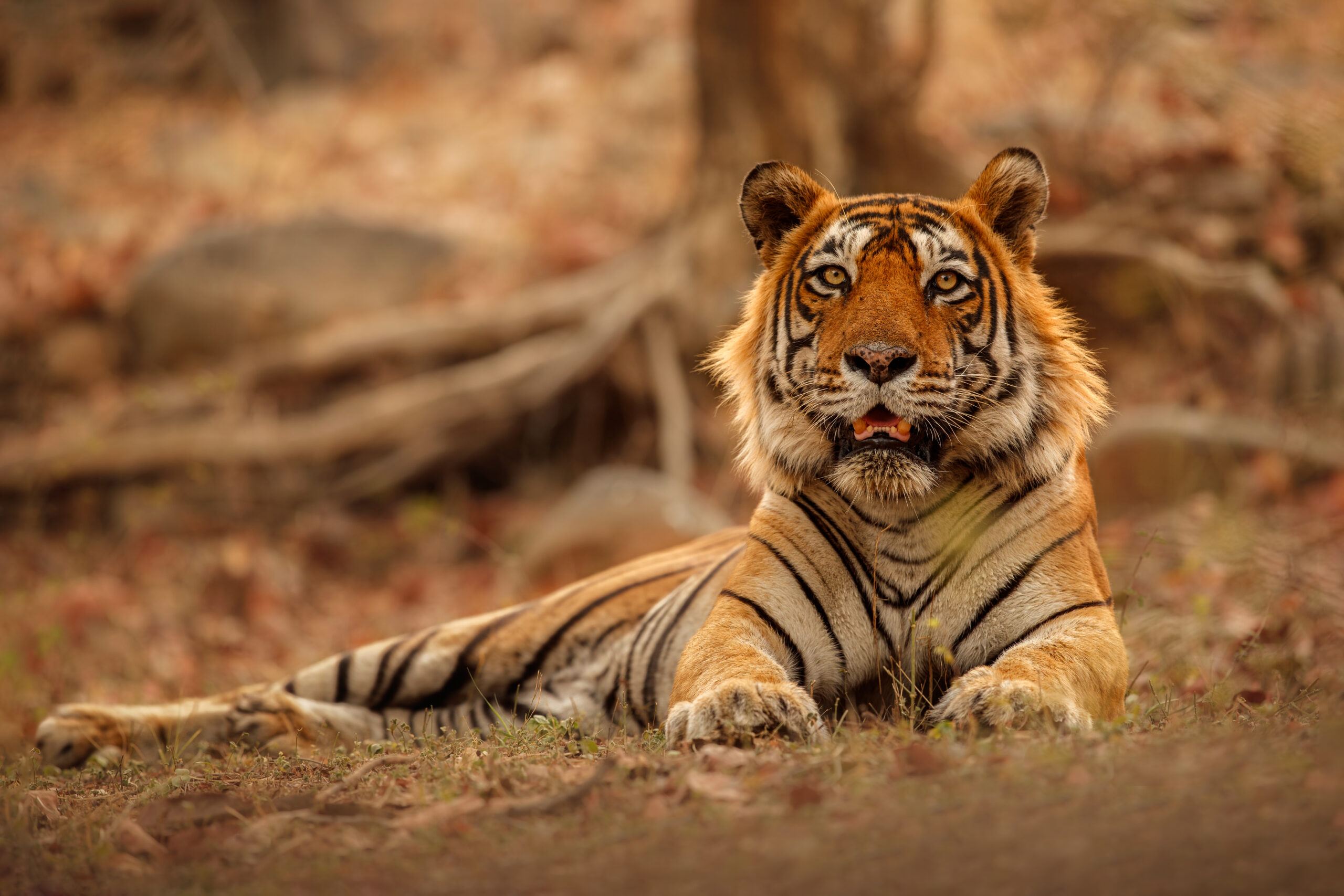 Ranthambore One Day Trip with Tiger Safari